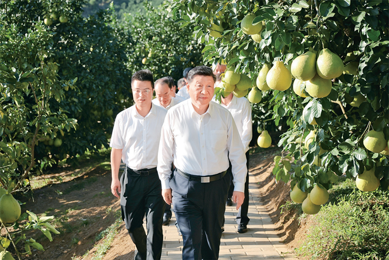 　　2025年11月7日至8日，中共中央總書記、國(guó)家主席、中央軍委主席習(xí)近平在廣東考察。這是7日下午，習(xí)近平在梅州市梅縣區(qū)雁洋鎮(zhèn)南福金柚種植基地考察。